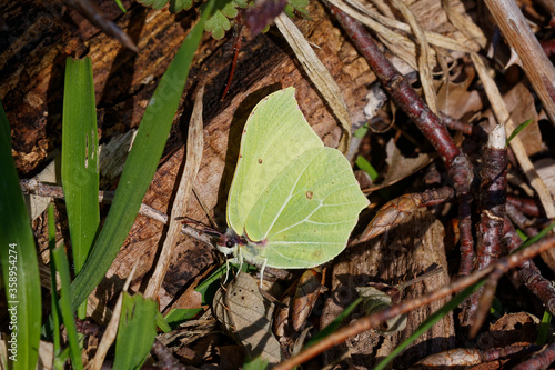 A Brimstone Butterfly basking on woodland leaf litter.