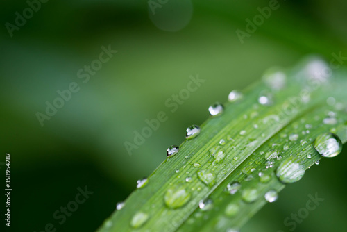 Water drops on vibrant green plant leaves close up macro shot, copy space, image for natural background.