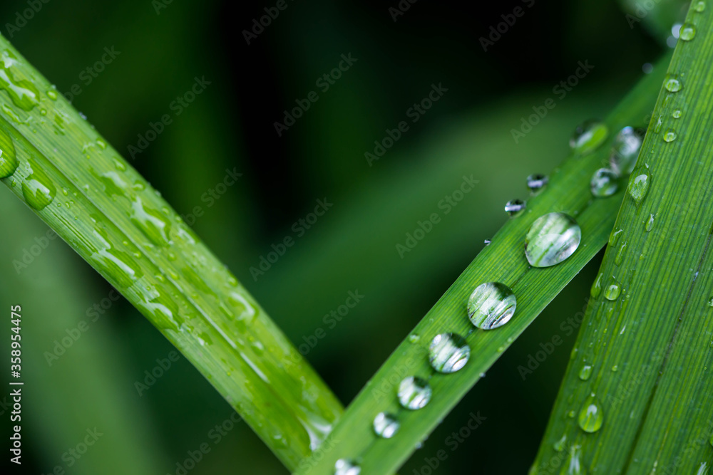 Water drops on vibrant green plant leaves close up macro shot, copy space, image for natural background. Water drops on vibrant green plant leaves close up macro shot, copy space, image for natural background.