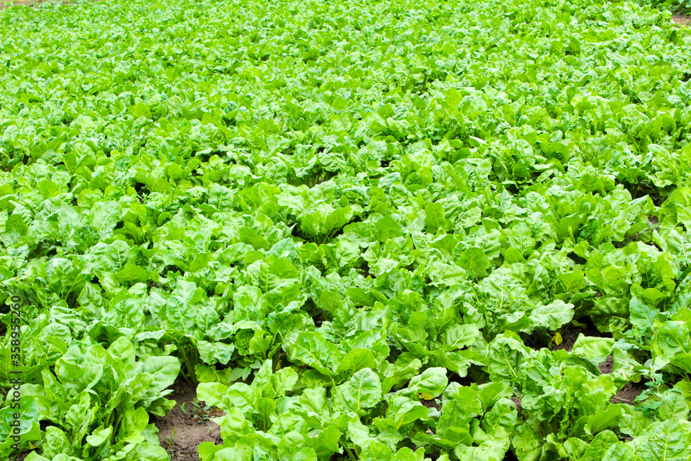 field of green lettuce field of green lettuce