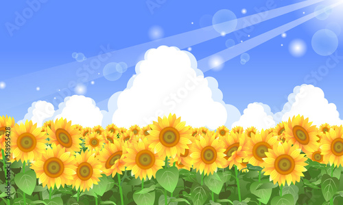 ひまわり畑のイラスト　01
