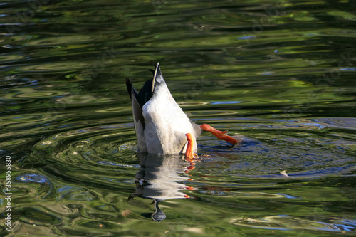 Duck under water: male drake mallard stretches his hindquarters upwards and searches with his head for food