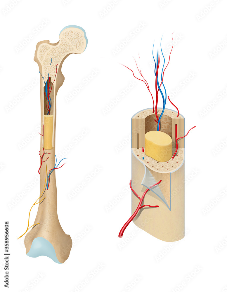 Long bone anatomy stock illustration adobe stock