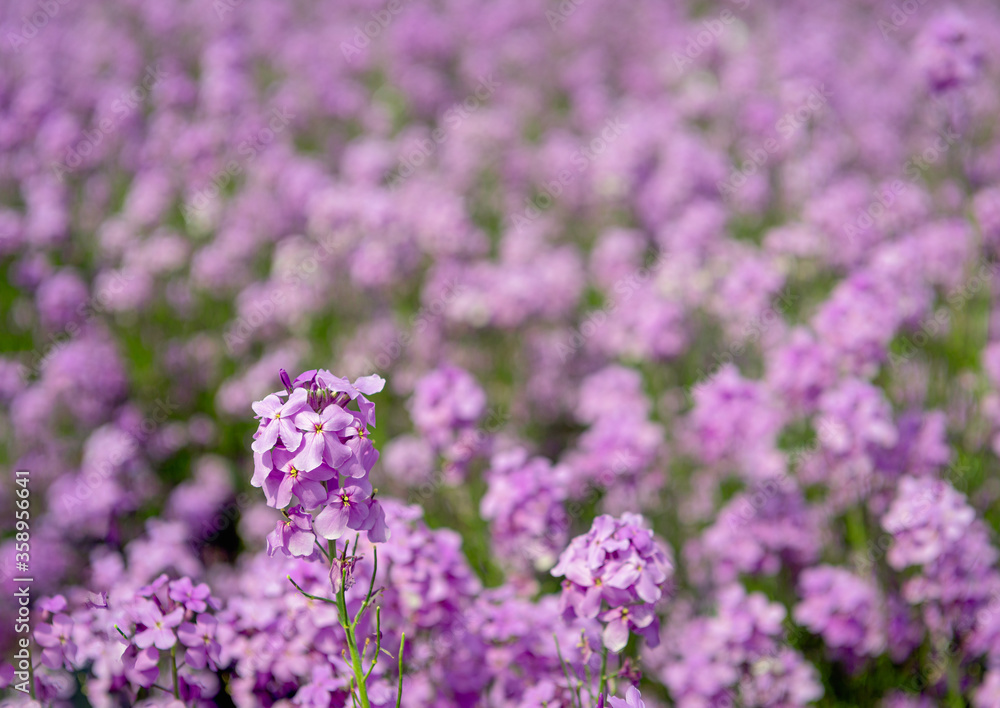 Fototapeta premium Lilac flowering dame's rocket plants from close