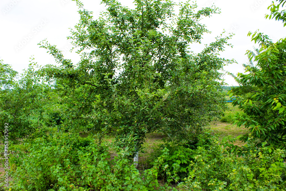 Fototapeta premium green tree in the forest