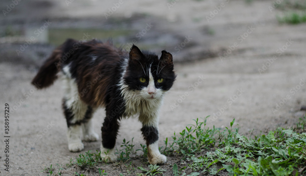 A street cat is walking. Yard stray cat.