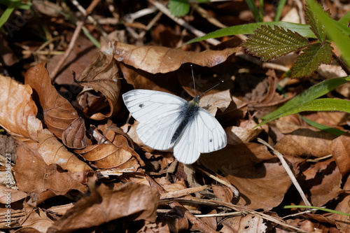 A Green-veined White Butterfly basking on woodland leaf litter.