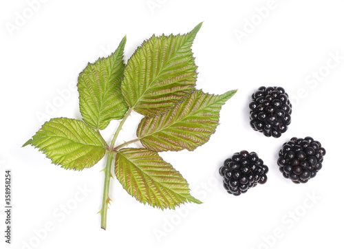Fresh Blackberry leaf with fresh harvest blackberries at white background. 