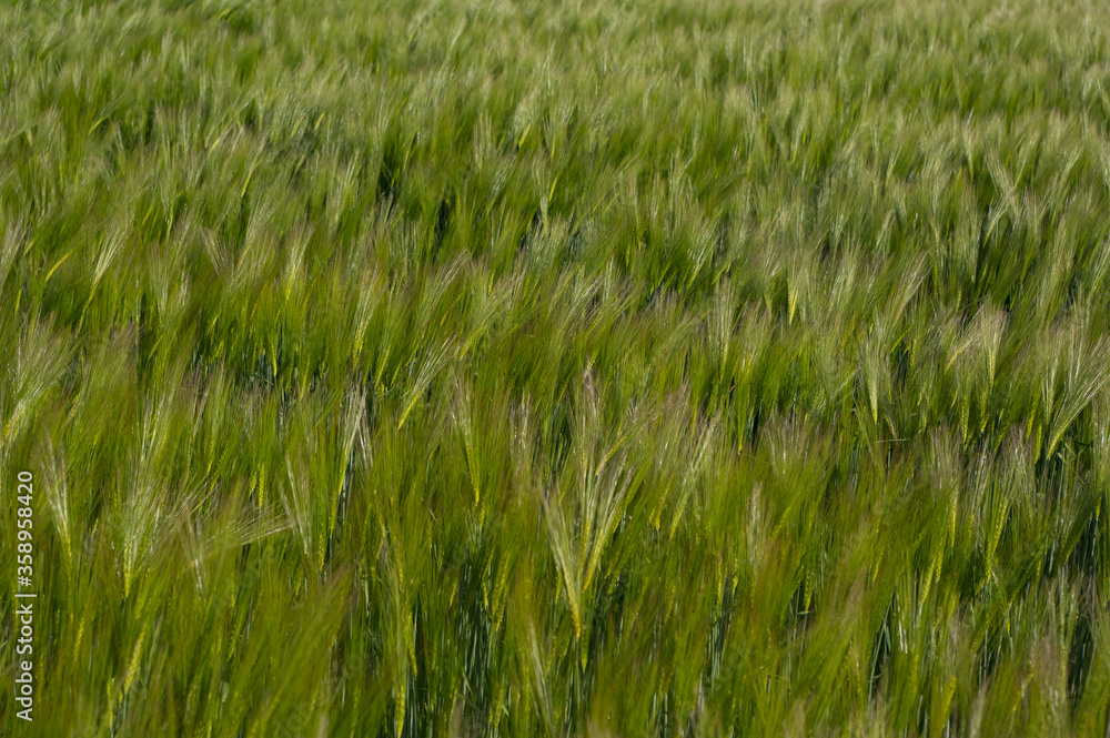 A cereal called rye. A plant whose grains are used to make flour for food. A cereal called rye. A plant whose grains are used to make flour for food.