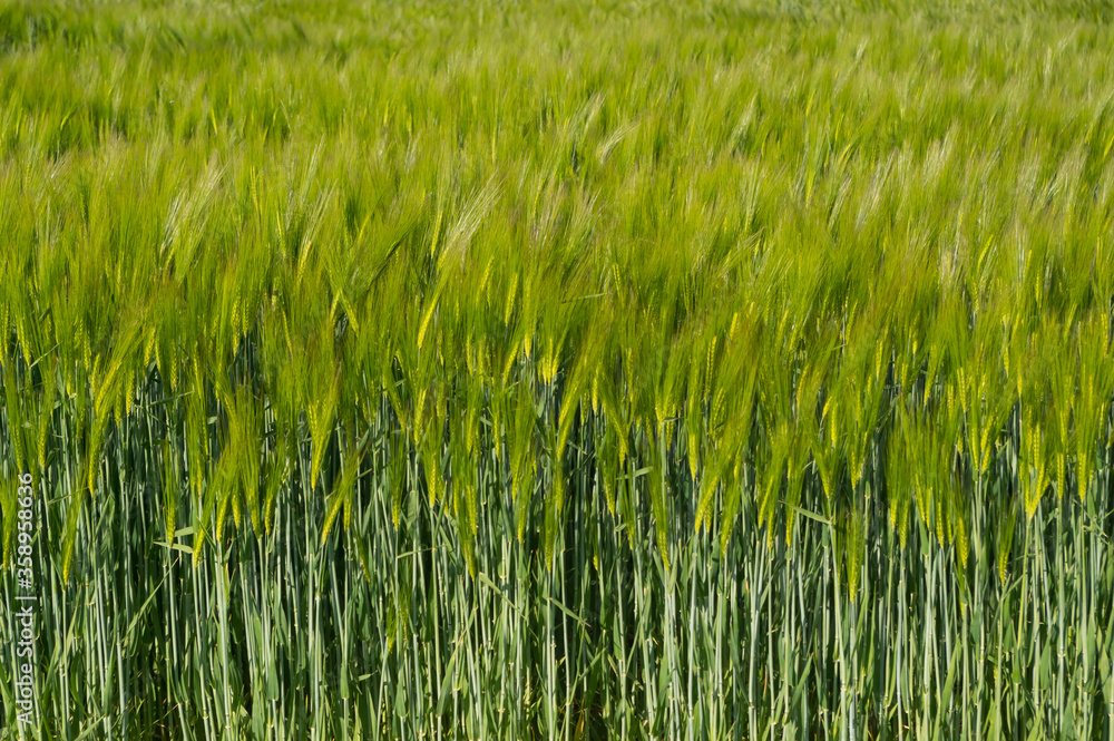 A cereal called rye. A plant whose grains are used to make flour for food. A cereal called rye. A plant whose grains are used to make flour for food.