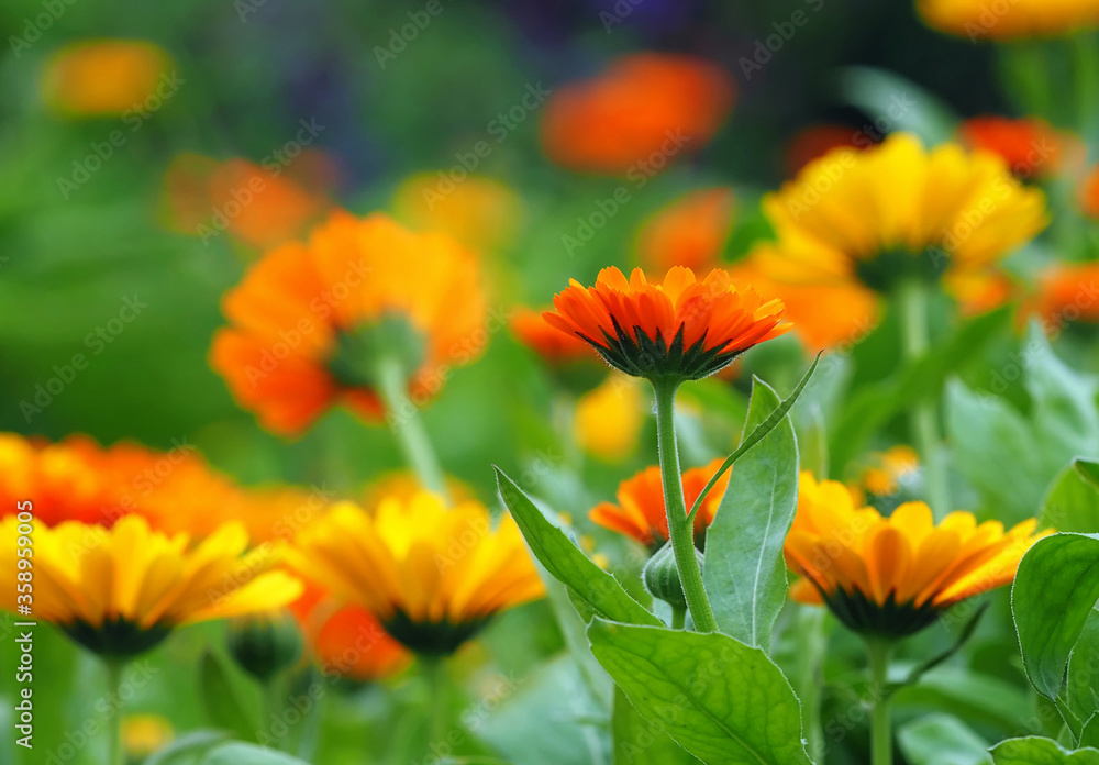 Ringelblumenblüten ( calendula officinalis ) Ringelblumenblüten ( calendula officinalis )