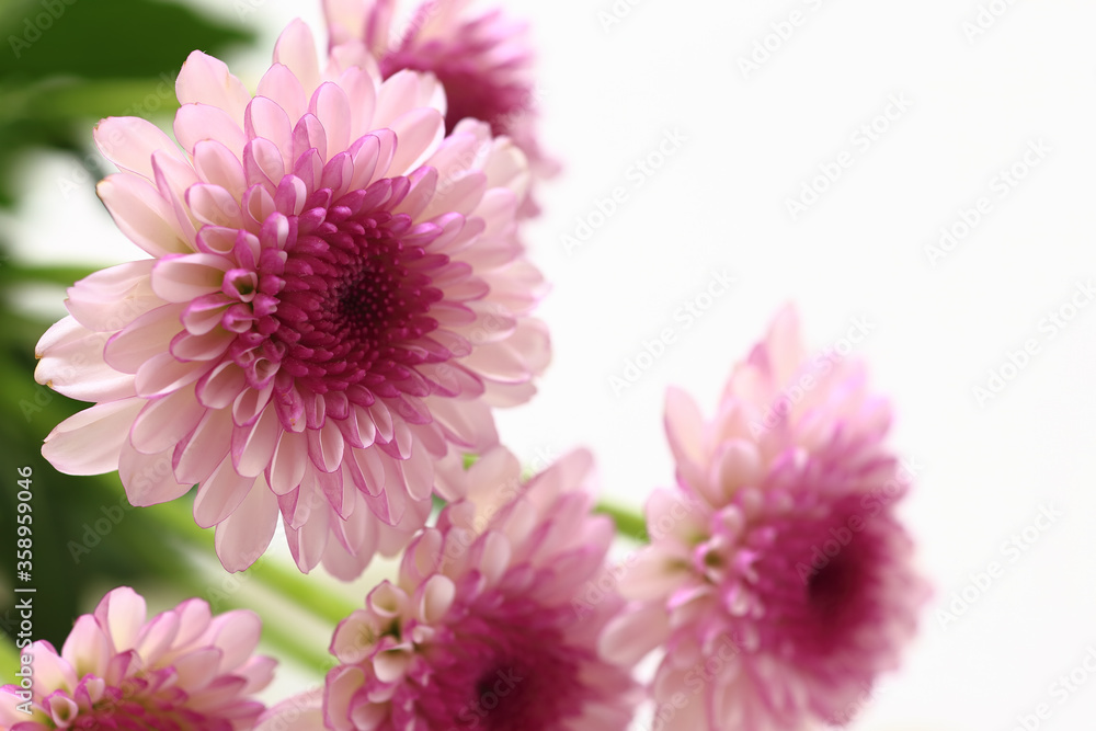 purple chrysanthemum flowers purple chrysanthemum flowers