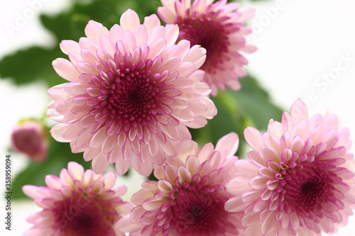 purple chrysanthemum flowers