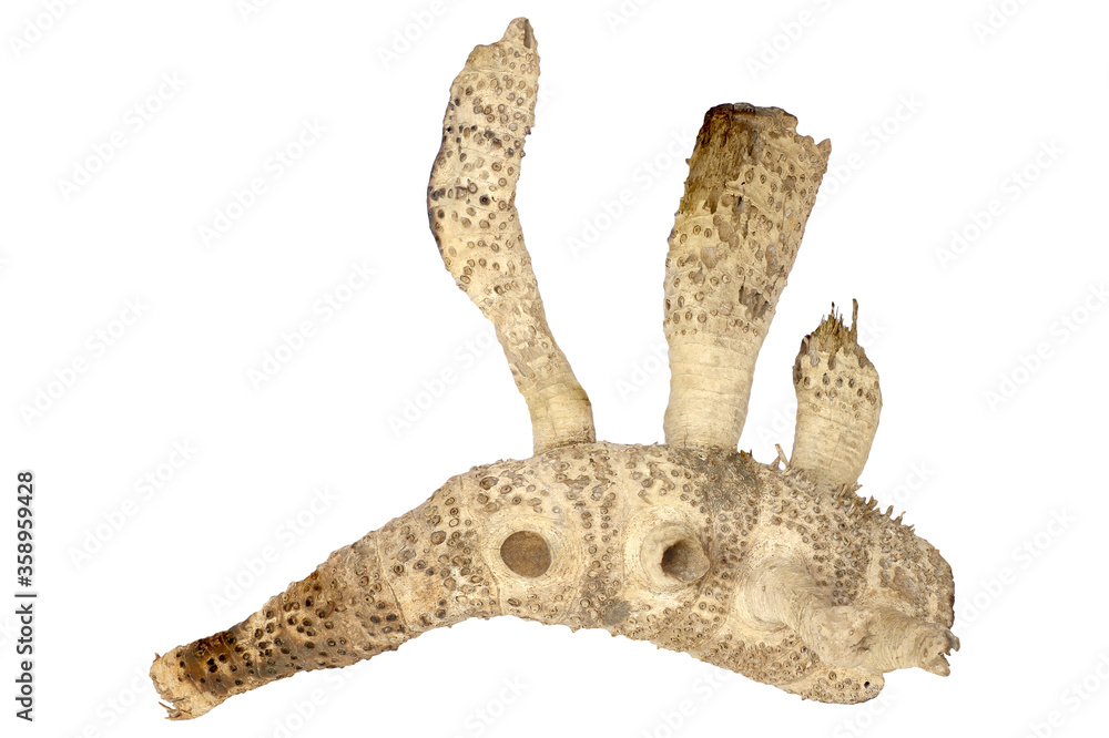Fototapeta premium Dry bamboo roots isolated on white background