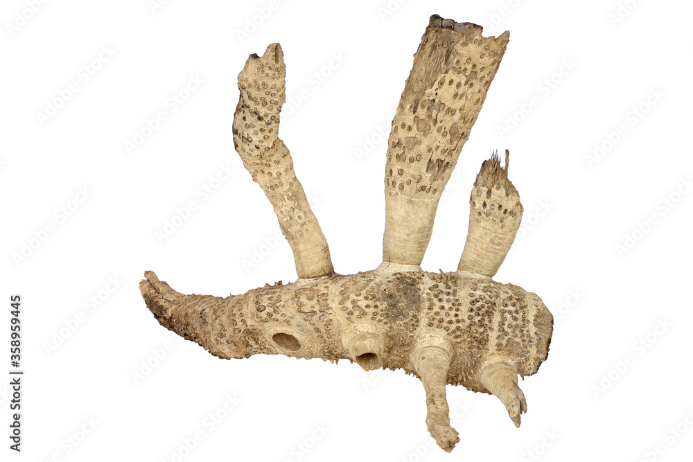 Fototapeta premium Dry bamboo roots isolated on white background