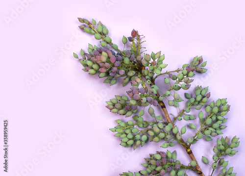 Mahonia aquifolium plant special berries and leaves on a purple or violet background with copy space for your own text.