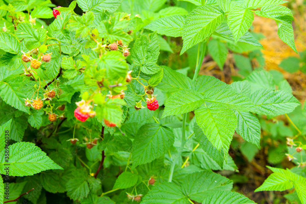 wild strawberry on a branch wild strawberry on a branch