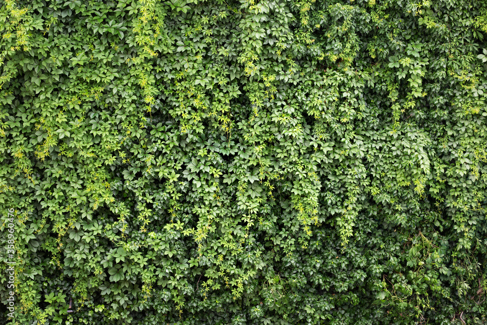 Green natural wall with Ivy and grapes plant 