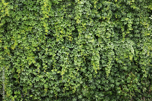 Green natural wall with Ivy and grapes plant 