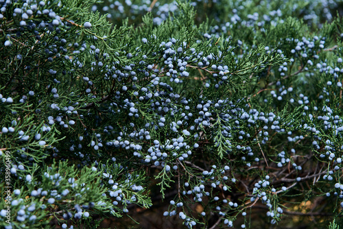 nature and healthy food concept - close up of a juniper bush with berries