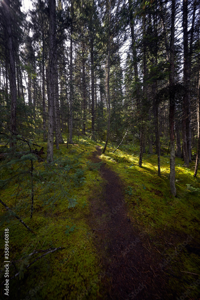 Obraz premium Forest path between trees