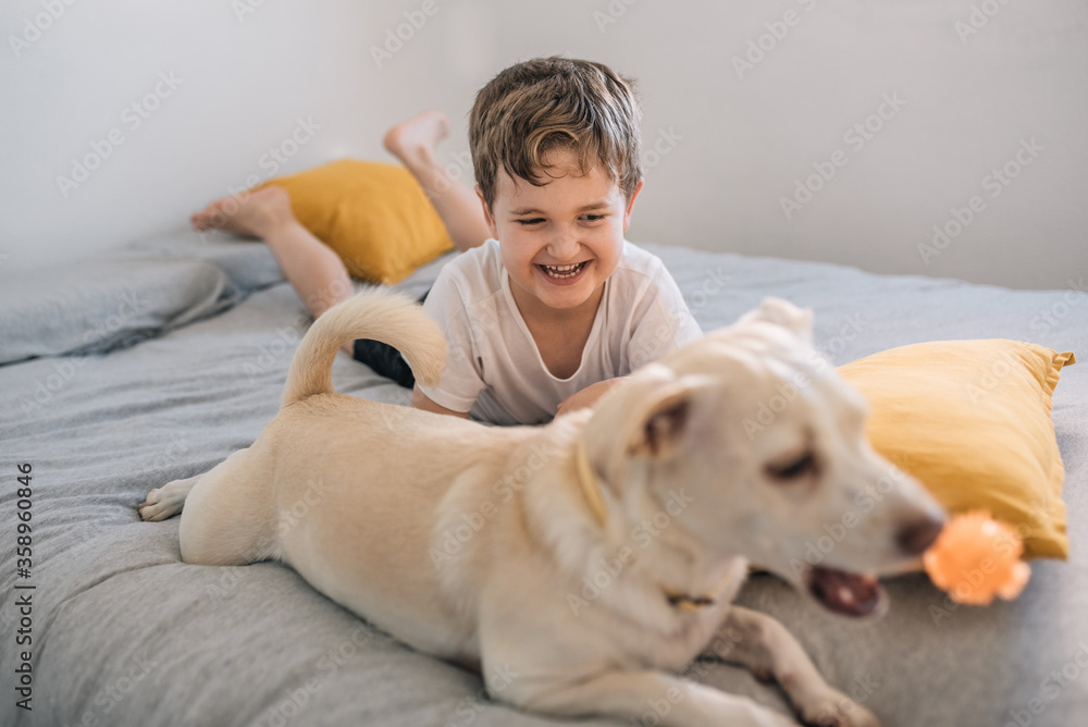 child (6-7 years old) laughing and playing with a white dog at home child (6-7 years old) laughing and playing with a white dog at home