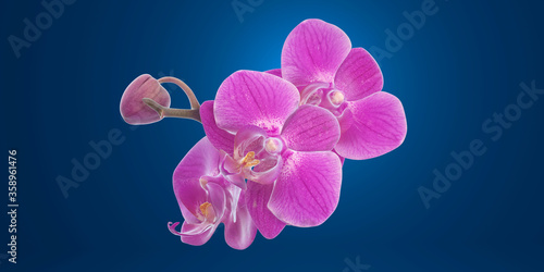 3D rendering - pink orchids