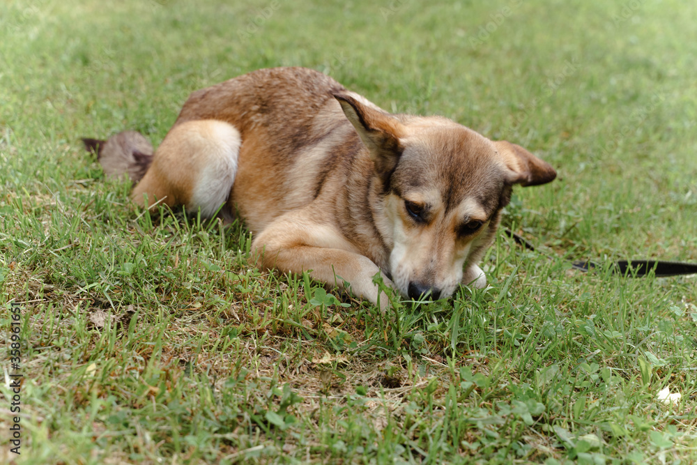 red dog in a leash plays on the grass