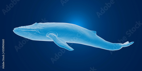 3D rendering of a blue whale 