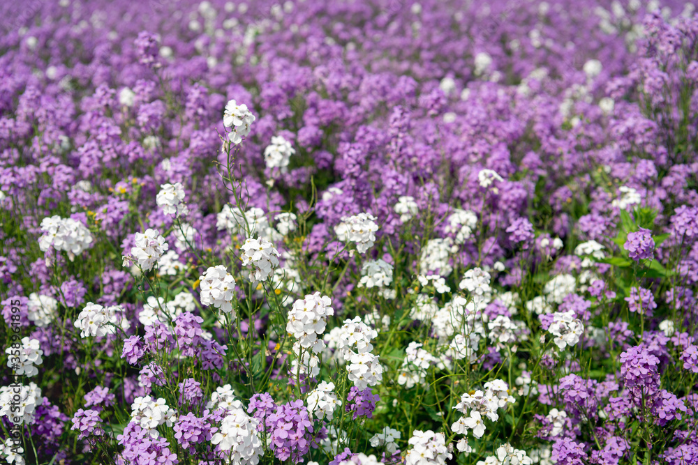 Lilac and white flowering dame's rocket plants from close Lilac and white flowering dame's rocket plants from close