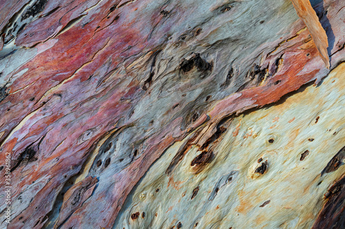 Abstract pattern from eucalyptus tree bark