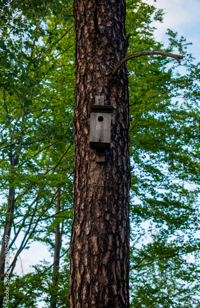 Cute wooden birdhouse upon a high tree with thin branches with green leaves on the clear blue vivid sky background Cute wooden birdhouse upon a high tree with thin branches with green leaves on the clear blue vivid sky background