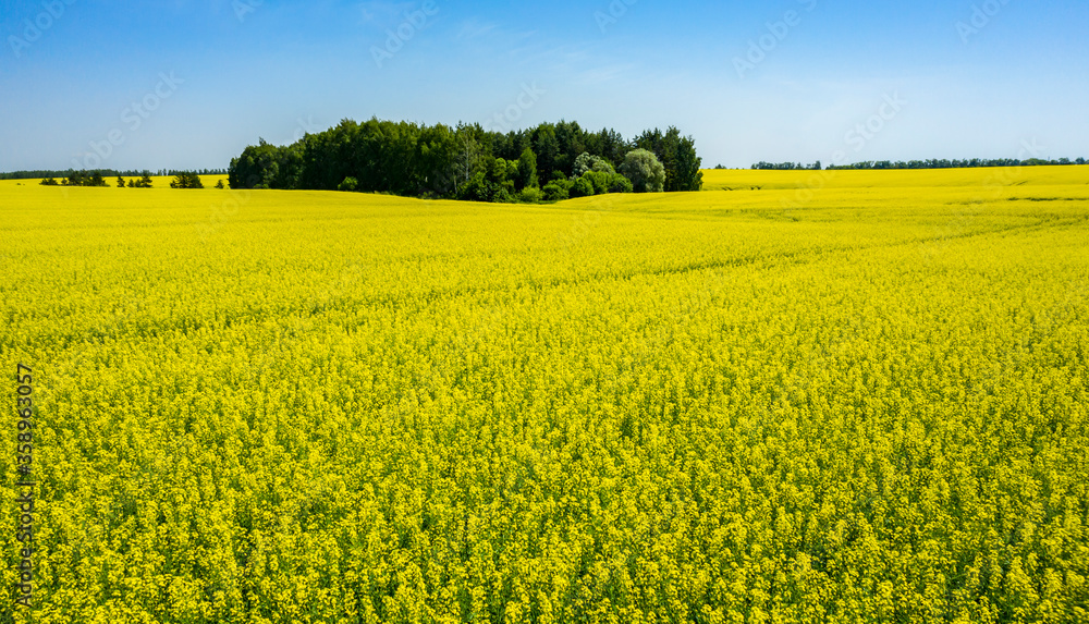 Aerial, in the middle of a field of flowering rapeseed is a small forest and a dirt road leading to it, yellow rapeseed flowers against the blue sky. Aerial, in the middle of a field of flowering rapeseed is a small forest and a dirt road leading to it, yellow rapeseed flowers against the blue sky.