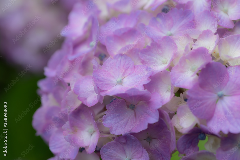 紫陽花　　　紫色