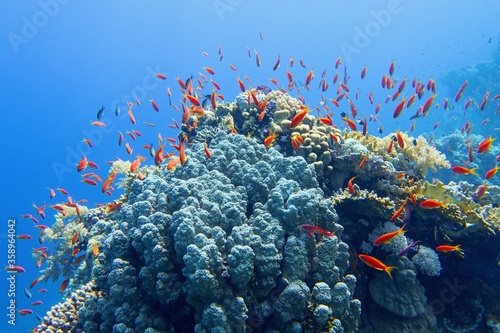 Fototapeta Naklejka Na Ścianę i Meble -  Beautiful tropical coral reef with shoal of red coral fish Anthias