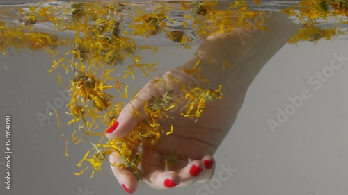 underwater view female hand push calendula yeallow dry flowers into the water and then mix it. Underwater view of yellow flowers floating into the water photo