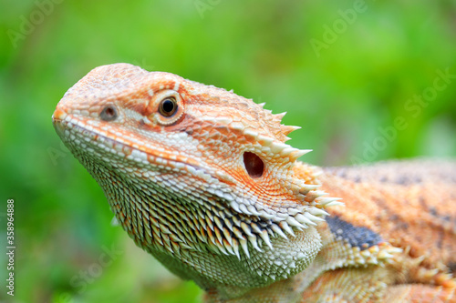 Bearded dragon beautiful skin on natural background