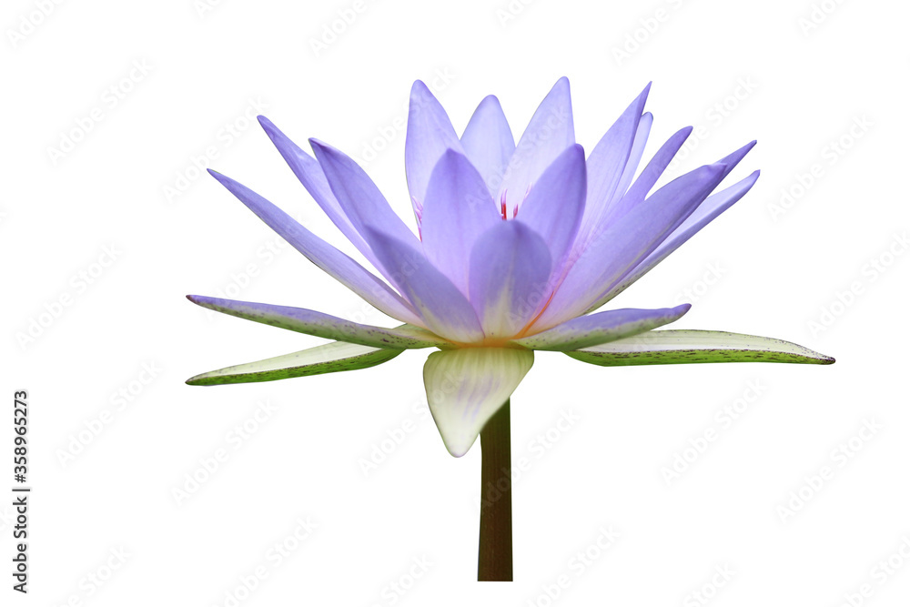 Lotus flower isolated on white background Lotus flower isolated on white background