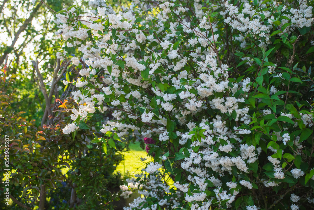 Beautiful luxurious nature white flowers bush in Normandy. Sunny spring day. Colorful and peaceful nature. Beautiful luxurious nature white flowers bush in Normandy. Sunny spring day. Colorful and peaceful nature.