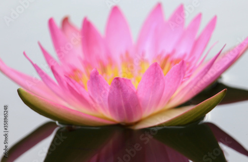 Pink lotus flowers are blooming beautifully in nature.