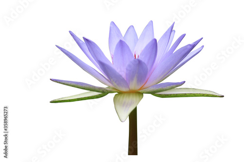 Fotografie Lotus flower isolated on white background