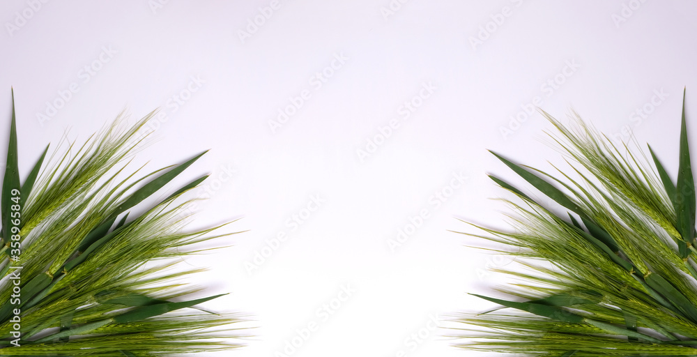 Green fresh wheat heads on white copy space background. Green fresh wheat heads on white copy space background.