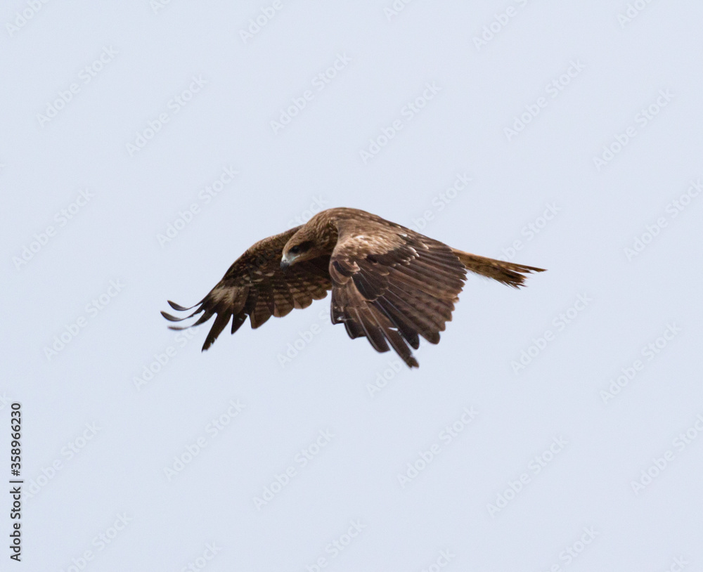 The Japanese Sea Hawk The Japanese Sea Hawk