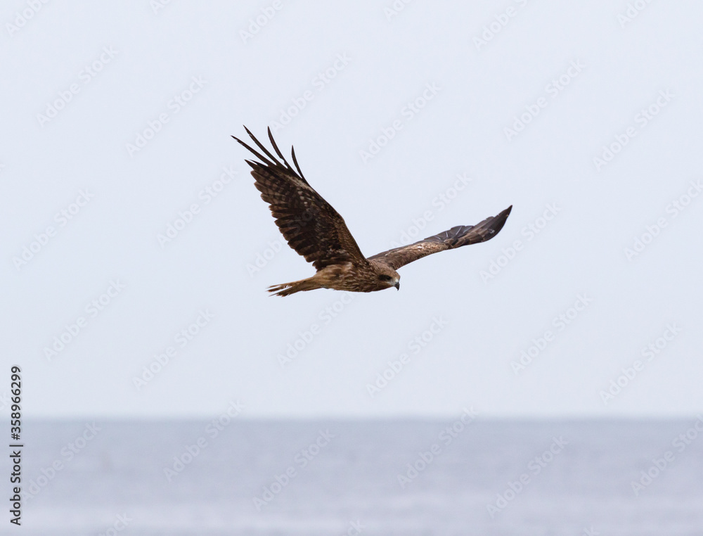 The Japanese Sea Hawk Tombe Osprey, sometimes known as the sea hawk, fish  eagle or fish hawk, is a fish-eating bird of prey. Stock Photo