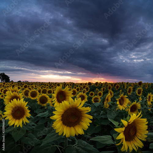 yellow and orange sunflowers on field during sunset in Poland