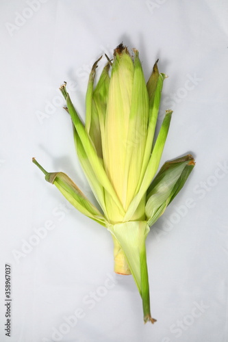 White Hokkaido Corn on a white background Not peeled