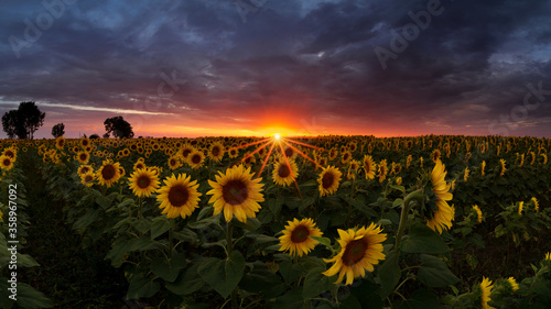 Sunflower field under dramatic dark sky and vibrant red sunset with moving clouds