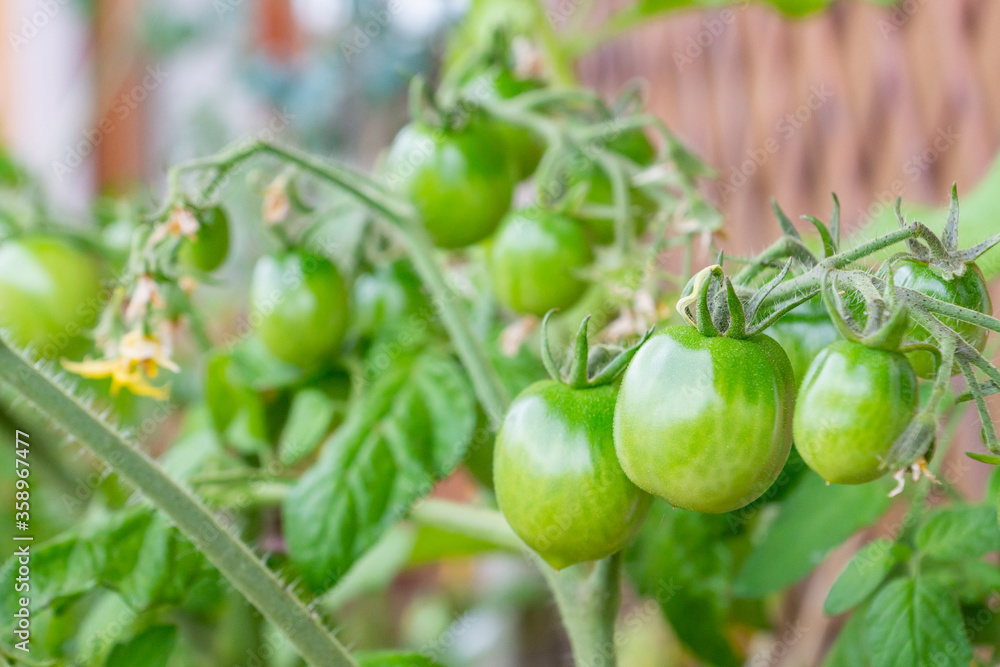 Healthy organic heirloom open pollinated tomato plant Red Alert variety growing in a pot on balcony on a sunny day. Small green fruits ripening outdoors. Urban gardening in Trento city, Italy, Europe. Healthy organic heirloom open pollinated tomato plant Red Alert variety growing in a pot on balcony on a sunny day. Small green fruits ripening outdoors. Urban gardening in Trento city, Italy, Europe.