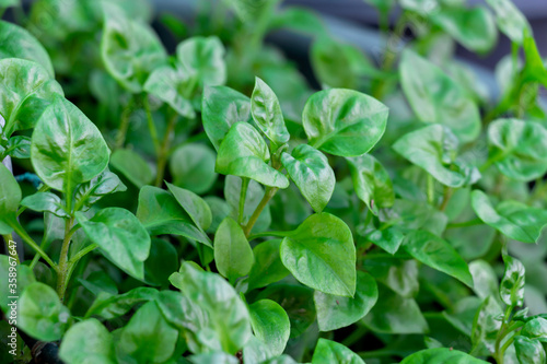 Wallpaper Mural Fresh Green vegetable Brazilian spinach also known as Sissoo spinach or Samba lettuce plant growing in garden for cooking healthy food concept. Torontodigital.ca