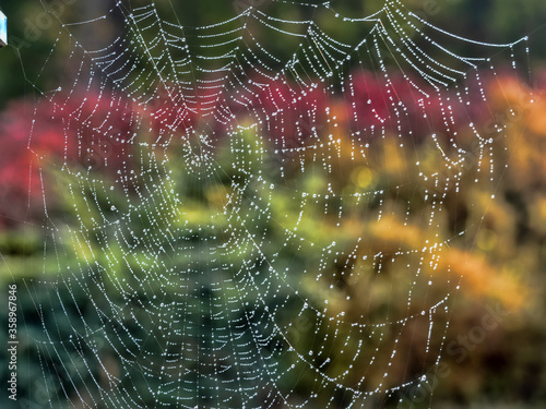 Dew drops strung on a cobweb like beads